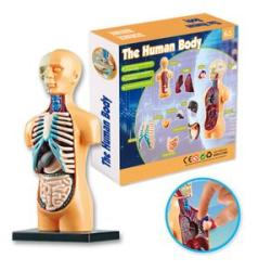 Human Body Model Organs Simple Assembly Learning Tool Kit