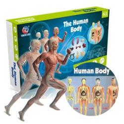 Human Body Model Organs and Bones Simple Assembly Learning