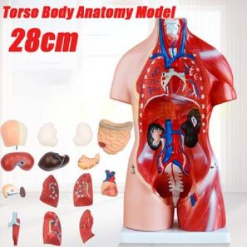 28cm Human Body Model Torso Anatomy Doll 15 Removable Parts Skeleton Visceral for Teaching