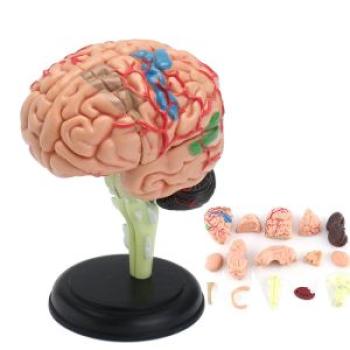 Brain Model Learning Resources Human Anatomy Student Stand USA