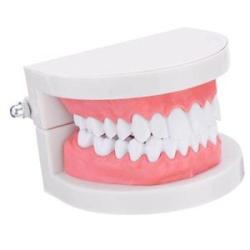 1:1 Human Dental Model Teeth Model Gingiva Visible Anatomic Demonstration Teeth Brush Flossing Model