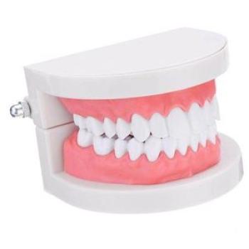 1:1 Human Dental Model Teeth Model Gingiva Visible Anatomic Demonstration Teeth Brush Flossing Model